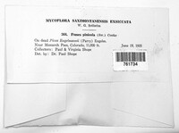 Fomitopsis pinicola image